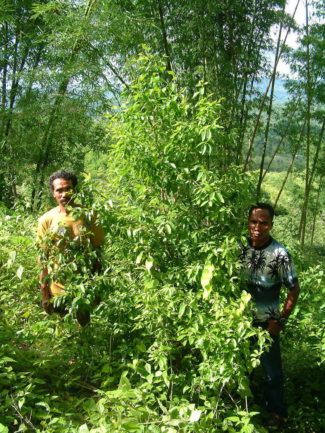 Timor Dikenal karena Harum Pohon Cendana yang Sudah Musnah di Dunia, Tersisa di Timor Leste