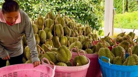 Ekspor Durian Monthong Thailand ke China Tahun 2022 Mencapai 24 Ribu Ton