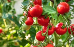Tomat Berhasil Diekspor ke Timor Leste, Potensi Pertanian di Belu, NTT Masih Terbuka Luas