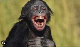 Sebuah Studi Besar UCLA Mengatakan Setidaknya 65 Spesies Hewan Tertawa