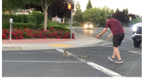 Pria Tewas Setelah Membantu Bebek Menyeberang Jalan