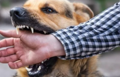 Awas! Rabies di NTT Terus Meningkat, Segini Jumlah Penderita Gigitan Anjing Gila di Sana