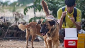Kasus Gigitan Anjing Rabies di Perbatasan, Masyarakat Timor Leste Jangan Panik