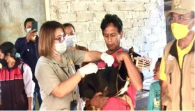 Warga Timor Leste Diingatkan Jangan Bawa Anjing Jika Melintas Batas ke Indonesia yang Sedang Dilandan Wabah Rabies