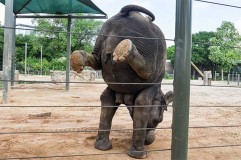 Agar Tetap Bugar Gajah di Kebun Binatang Ini Berlatih Yoga