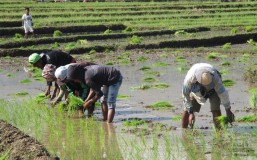 Peluang Para Petani Timor Leste, Pemerintah Siapkan Dana US 6 Juta Dollar untuk Membeli Produk Pertanian