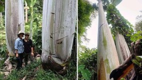 Pohon Pisang Terbesar di Dunia Dari Papua, Buahnya Sebesar Bayi dan Daunnya Sepanjang Lima Meter