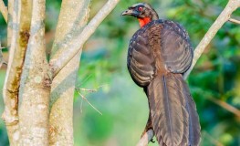 Kotoran Burung Ini Menghasilkan Salah Satu Varietas Kopi Termahal di Dunia, Seperti Kopi Luwak