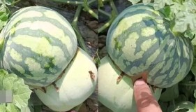 Petani China Mengaku Ciptakan Buah Hibrida Setengah Melon Setengah Semangka