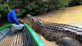  Pak Ambo 26 Tahun Bersahabat Dengan Buaya di Perairan Kalimantan, Begini Cara Mereka Menjalin Hubungan itu