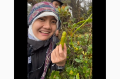 Temukan Bentuk Bunga Kantong Semar Teraneh di Dunia,  Mirramayya: Mengapa ya Bentuknya Begini!