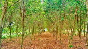 Program Pengembangan Pohon Cendana di Timor Leste Seperti ini, Targetkan Seribu Hektar Tahun ini