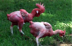 Ayam Tanpa Bulu Modifikasi Genetik  Siap Masak Ini Tuai Kontroversi
