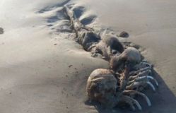 Makhluk Misterius Mirip Putri Duyung Terdampar di Pantai Queensland Australia