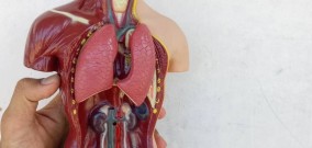 Fungsi Jantung bagi Manusia, Organ Vital yang Berfungsi Seperti ini