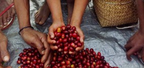 Potensi Hasil Pertanian di Timor Leste Berdasarkan Hasil Sensus Pertanian Tahun 2019