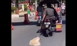 Aksi Pengemudi Becak Motor Menyeret Anjing di Jalanan Aspal Makassar, APHI Melapor ke Polisi