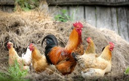 Ilmuwan Menggunakan Bulu Ayam untuk Membangun Sel Bahan Bakar Hidrogen yang Lebih Baik