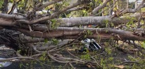 Apes Dua Pengendara Motor Dua Warga Bojonegoro Tewas Tertimpa Pohon Tumbang di Malang