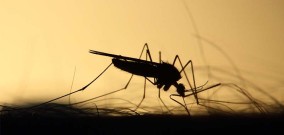 Mengapa Nyamuk Selalu Senang Menggigit Anda, Ketahui Penyebabnya