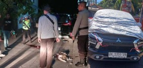 Polisi Denpasar Memburu Enam Pelaku Penyerangan Warga Timor Leste di Denpasar Bali