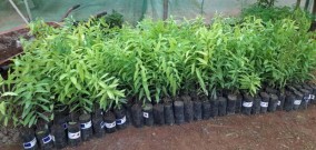 Selama Tahun 2023 Kementerian Pertanian Timor Leste Produksi Bibit Cendana Sebanayak 600 Ribu Pohon