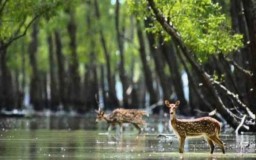 10 Habitat Mangrove Terbesar di Dunia, Salah Satunya Ada di Surabaya untuk Wisata