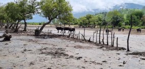 Satwa Liar Timor Leste Terancam Punah, Karena Perburuan Liar di Hutan Lindung Masih Terjadi