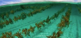 Petani Rumput Laut Tinor Leste Dapat Bantuan Finansial dari Pemerintah Targetkan Ekspor Besar