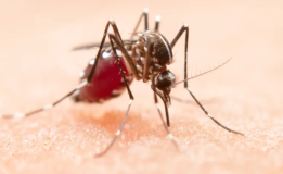 Virus Mematikan Dengue Sebabkan Efek Samping Aneh Pada Pria