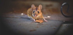 Saat Musim Hujan Datang Waspadai Penyakit Leptospirosis Berasal dari Kencing Tikus