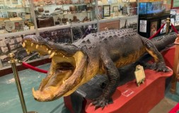 Museum Alligator di New Orleans Amerika,  Lucu, tapi Mengerikan dan Aneh