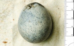 Telur Berusia 1.700 Tahun, Terkuat di Dunia Masih Berisi Cairan