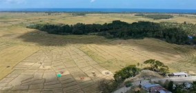 Lahan Pertanian Nganggur di Timor Leste mencapai 54 Ribu Hektar, Begini Upaya Direktur Penyuluh Pertanian