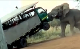 Tanpa Sebab yang Jelas Gajah Ngamuk dan Banting Truk Safari Wisatawan