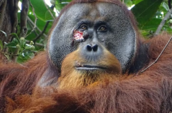 Orangutan Sumatra, Hewan Liar yang Bisa Mengobati Dirinya Sendiri dengan Tanaman Obat
