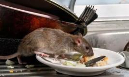 Pakai Bahan Alami untuk Usir Tikus, Jangan Diperangkap atau Diracun