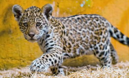  Jaguar Pertama di Dunia yang Lahir Melalui Inseminasi Buatan Dimakan Induknya