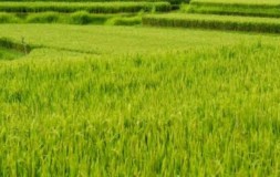 Kabupaten PPU IKN Bakal Punya Sistem Pertanian Pintar Organik dari Korea Selatan