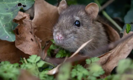 Paris Tak Ingin Pengunjung Olimpiade Disambut Hangat Oleh  Tikus