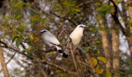   Indahnya Taman Nasional Bali Barat -1: Curik Bali Burung Piaraan Para Bangsawan