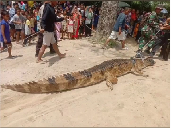 Warga Labuhanbatu Utara tangkap Buaya 3 Meter